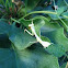 Preying Mantis