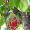 Passiflora