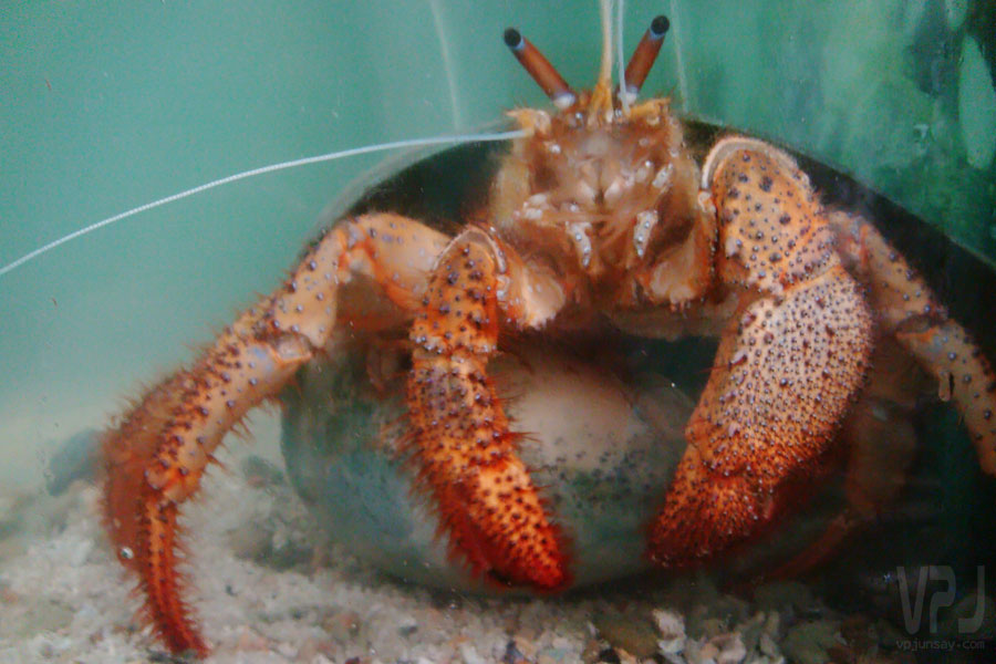 White-Spotted Hermit Crab