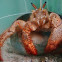 White-Spotted Hermit Crab