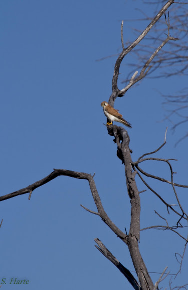 Spotting Image 1