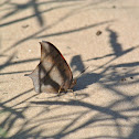 Goatweed Leafwing Butterfly