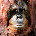 Orangutan
