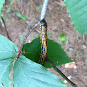 Orangestriped oakworm