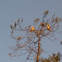 Vulture