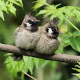 Himalayan Biodiversity