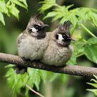 Himalayan Bulbul or White-cheeked Bulbul