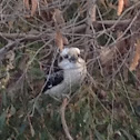 Kookaburra