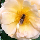 Hoverfly