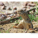 spiny tail lizard