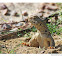 spiny tail lizard