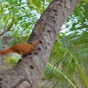 Caatinga Cacholote