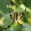 Black and Yellow Argiope