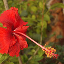 Hibiscus