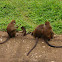 Philippine long-tailed macaque