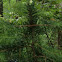 Colorado Blue Spruce Tree