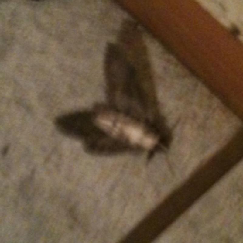 Moth