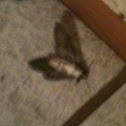 Moth