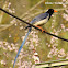 Red-billed Blue Magpie