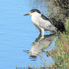 Black-Crowned Night Heron