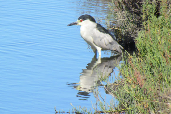 Spotting Image 1