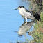 Black-Crowned Night Heron