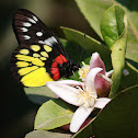 Red-base Jezebel
