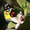 Red-base Jezebel