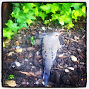 Mourning Dove