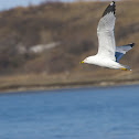 Ring-billed Gull