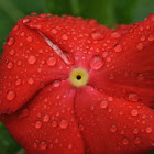 periwinkle or Vinca