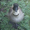 Hawaiian Goose/Nene