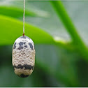Ichneumon cocoon