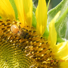 BEE ON SUNFLOWER