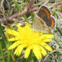 Brown argus
