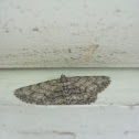 Common Gray
