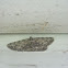 Common Gray