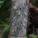 Black Palm