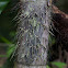 Black Palm