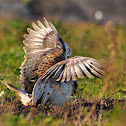 Ferruginous Hawk
