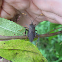 Leaf-footed Bug