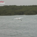 The Great Egret