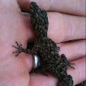 Southern Leaf-tailed Gecko