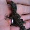 Southern Leaf-tailed Gecko
