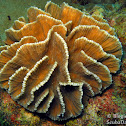 Lettuce Coral