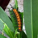 Polka dot wasp moth