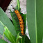Polka dot wasp moth