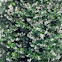 Confederate jasmine