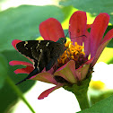 Long-tailed Skipper