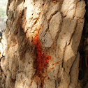 sangre de cristo